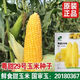 Sweet and crispy fruit corn big sticks, early maturing, fragrant and super sweet corn, eaten raw in the field for all seasons, high quality fruit corn seeds, newly planted in the season - 5 packs, about 256 seeds