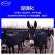 Kangdi 4% donkey premix donkey horse mule fattening feed breeding female donkey foal opening material to prevent hair loss and hair biting donkey and horse late stage (150 kg-slaughter)