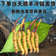 2025年鲜虫草头期正宗新鲜冬虫夏草精选鲜草大草顺丰冷链产直发 西藏那曲鲜虫草每条0.5克10条装