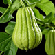 Shop Chayote Early Ripening Extra Large Chayote Vegetable Climbing High Yield Disease Resistant Perennial Melon Affordable Price High Yield Good - 20 Count - Net Seeds Chayote Seeds