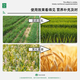 Lezhuangfeng 28 epibrassinolide plant growth regulator to strengthen seedlings, foliar fertilizer, promote flower growth, and eliminate drug damage 1000ml bottle