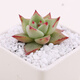 Runhuanian succulent paving stone small colored stone flower pot green plant white stone colorful stone potted flower growing stone decoration 4g small colored stone + 4g large colored stone