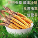 Luzhangtang Cordyceps sinensis fresh first stubble fresh grass SF Express cold chain production location straight hair selection Dacaoto period fresh grass is now dug on the same day. Each piece of Nagqu fresh grass in Tibet is 0.6 grams and 30 pieces packed