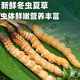 Genuine 2025 fresh Cordyceps sinensis stubble Cordyceps sinensis 0.8g/root of fresh Cordyceps sinensis SF Express cold chain shipment Tibet fresh grass 1.4-1.6g each of 20 pieces of 1 free