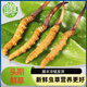 2025年头期鲜草新鲜冬虫夏草正品鲜虫草天然鲜虫草营养滋补送礼 西藏鲜草0.8-0.9克/条 20条送1条 冬虫夏草  顺丰发货