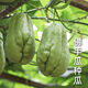 Shop Chayote Early Ripening Extra Large Chayote Vegetable Climbing High Yield Disease Resistant Perennial Melon Affordable Price High Yield Good - 20 Count - Net Seeds Chayote Seeds