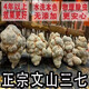 Peking Tongrentang Pangdonglai Qualität Yunnan Wenshan Chun Sanqi Selektion 37 Leiter Spezialauthentischer Tian Qichun Seven Pharmacy (20 Heads 500G) Hut Lion Head Selektion