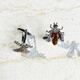 Olevo2025 Nouveau insectif de style insectif