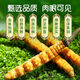 Beijing Tongrentang same quality fresh Cordyceps sinensis 2025 first-year Cordyceps authentic leader high-altitude gift authentic Cordyceps dry brush Lhasa fresh Cordyceps 1.2 grams (cordyceps king) 30 root - 2 roots (32 roots in total)