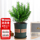 Hua Weng potted edible thyme vanilla plant spices large pot of rosemary (gallon pot) straight from the source