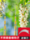 RSRDDY toon picking artifact fruit picking high-altitude loquat fruit picking tool cherry telescopic pole enough to locust flower pole fruit picker thickened galvanized pole toon hook 2 points 1 meter + sickle head