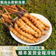 2025年鲜虫草头期正宗新鲜冬虫夏草精选鲜草大草顺丰冷链产直发 西藏那曲鲜虫草每条0.5克10条装