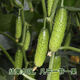 New varieties of fruit cucumbers are on the market for raw consumption, new varieties of fruit seeds and vegetable seeds for balcony planting, new varieties of crisp and sweet fruit cucumber seeds, 250 capsules, 5 packs