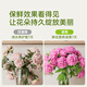 Stanley flower preservative household nutrient solution florist special extender sachet lily rose fresh cut flower 100ml