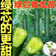 Cucumber seedlings, Dutch fruit cucumber seedlings, cucumber seedlings, high-yielding dense cucumbers, four-season balcony potted vegetable seedlings, 6 fruit cucumber seedlings