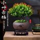 Jingyouyu golden nanmu small-leaf red phoebe bonsai old pile potted seedlings flower office desktop small green plants good for all seasons small-leaf red phoebe + shede ceramic round pot + square base + moss + fertilizer, tray not included
