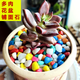 Runhuanian succulent paving stone small colored stone flower pot green plant white stone colorful stone potted flower growing stone decoration 4g small colored stone + 4g large colored stone