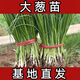 The base directly collects Shandong fresh green onion seedlings and hard-core seedlings. Planting is simple. Package of 100 green onion seedlings.