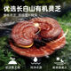 阿依舍（ayishe）破壁灵芝孢子粉胶囊长白山有机灵芝孢子粉旗舰礼盒 1瓶 31.5g 90粒 灵芝孢子粉胶囊