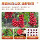 北京同仁堂顺丰包邮 五味子中药材500g 新货北五味子 枸杞茶 五味子粉250g 五味子250克