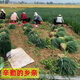 The base directly collects Shandong fresh green onion seedlings and hard-core seedlings. Planting is simple. Package of 100 green onion seedlings.
