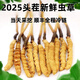 2025年鲜虫草头期正宗新鲜冬虫夏草精选鲜草大草顺丰冷链产直发 西藏那曲鲜虫草每条0.5克10条装
