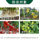 Jianpai Quanjiaxing 1.8% Sodium Nitrophenolate Aqueous Agent Tomato Tomato Growth Regulator Pesticide Plant Growth Regulator 500g*1 Bottle