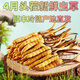 Frischer Cordyceps sinensis Vakuumverriegel