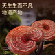 Hanlu Ganoderma Lucidum Spore Polvo de pared rota Ganoderma Lucidum Polvo Auténtica Store Flagnip Store Mejora la inmunidad Linzhi Spore Powder 30G/Box