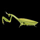 Mantis Fernbedienungssimulation Reptile Streichinsekten-Primar- und Sekundarschüler Spielzeug 3-7-8-12-jähriges Jungen und Mädchen klassische Version-Fernbedienungskontrolle Centipede Gelb und Schwarzes Modell 9901+ Snail upgradierte Version mit 22 Elektronik