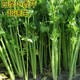 
Four Seasons Small Celery Seeds Crispy and Tender Celery Seeds Four Seasons Vegetable Seeds Potted Seeds Original [Four Seasons Quick-growing Small Celery Seeds] Selected Grain [Buy 14999 Get 14988 Pieces]