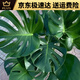 穆淳傲大型绿植龟背竹盆栽真 花卉盆栽商场开业1113米白色圆柱盆9892 老桩0.9-1.1米原盆(支持选货)