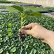 Bitter melon seedlings with soil, high yield and disease resistance, spring seedlings, local southern large-fleshed flat-top Guangdong bitter gourd vegetable seedlings, large-fleshed bitter gourd seedlings (plug tray seedlings), 6 exquisite plants ()