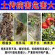 Soil bacteria clear agricultural genuine soil-borne diseases special rapid disinfection and sterilization anti-repeat microbial fertilizer 1 bag not effective