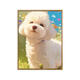
Three-April Digital Oil Painting DIY Filling Coloring Hand-coloring Relieve Dog Oil Painting XH9738 30*40cm Full set of material package brush + canvas + inner
