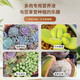 Succulent fertilizer special fertilizer nutrition granules for household flower potting nitrogen, phosphorus and potassium compound long-acting controlled-release fertilizer slow-release fertilizer 20 packs individually packaged - with trial pack