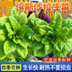 沙拉菜种子汉斯沙拉菜耐热耐寒夏秋播阳台速生易种植蔬菜 颗颗新种子1包【约1098粒】 沙拉菜种子