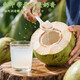 Guo Yishou Hainan Peeled Green Coconut, delivered to your home quickly, sweet and fresh coconut for pregnant women, fruit replenishing amniotic fluid, tender green coconut, coconut with skin, single fruit 3-5 Jin Jin is equal to 0.5 kg, about 2 pieces, free coconut opener + straw