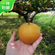 Jingxiansheng Shandong Yantai Laiyang Qiuyue Pear Net weight 4.5Jin Jin equals 0.5kg Single fruit 350g+ Fresh fruit Straight from the source