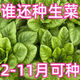 沙拉菜种子汉斯沙拉菜耐热耐寒夏秋播阳台速生易种植蔬菜 颗颗新种子1包【约1098粒】 沙拉菜种子