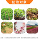 Guoguang Jinmeirui 30% polybutrazol, paclobutrazol, peach tree shoot control, peanut regulation, growth regulator 1000g