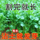 Four-season large-leaf coriander seeds, balcony potted coriander, four-season easy-to-grow vegetable seeds in farm fields, four-season large-leaf coriander seeds packed randomly & four-season fast-growing coriander seeds 1 pack, about 900 seeds, free fertilizer