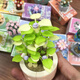 Mit Lego Jiaqi China Mini Sukkulente Topfbaubausteine kompatibel. Toy Girl Serie Eternal Flower Teacher's Day Liebhaber XJ-10975 (b) Ju Huangyu