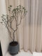 Island Spring Blume Grouper Island Gardenia Island Stein Maple Island Spring Blume 1098 ist etwa 1,5 Meter hoch und enthält keine Töpfe