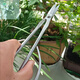 LNGA LANDGRE leaf bud shears all stainless steel gardening shears leaf bud shears bud scissors flower arrangement bonsai branch shears pruning twigs shears trees leaf bud shears all stainless steel gardening shears leaf bud shears buds