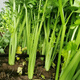 Celery seeds, crispy and sweet fruit celery seeds, four-season balcony potted celery vegetables, celery seeds, 3 bags of fruit celery seeds, enough for the whole family