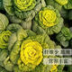 Huangxinwutaicai seedlings, chrysanthemum and cabbage seedlings, potted garden garden fields, easy to grow four-season vegetable seedlings, 60 Huangxinwutaicai plants