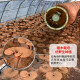 灵芝孢子粉  带粉赤灵芝头道孢子粉袍子粉 50克/罐（性价比款）