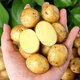 Jingxiansheng Shandong fresh small potatoes net weight 3Jin Jin is equal to 0.5kg, single fruit is more than 100g, freshly dug yellow heart potatoes and vegetables are sent directly from the source