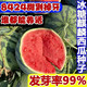 8424 Kirin watermelon seeds, seedless, high-yield rock sugar, lazy watermelon seeds, southern four-season vegetable and fruit seeds, Huayu original color pack, 10 packs, 500 capsules
